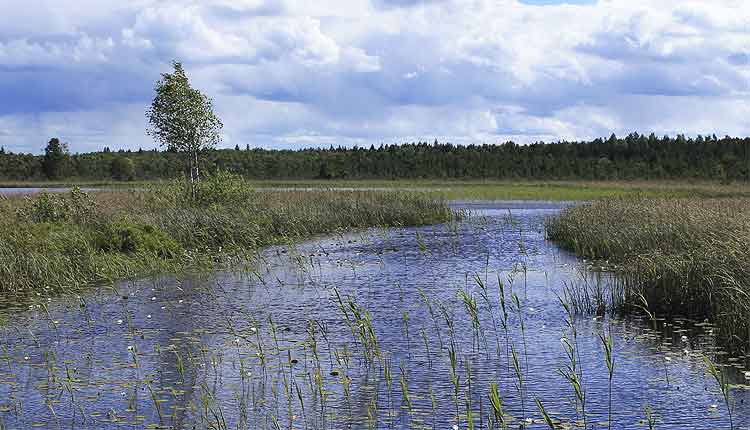 Valgejärve loodusõpperada